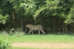 BA-2012-orlando-007-2-Copier